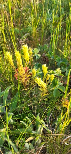 Image of Castilleja lutescens by (c) Ben Meredyk, some rights reserved (CC BY)