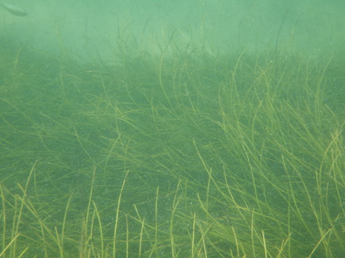Photo of Manatee Grass (Syringodium filiforme)