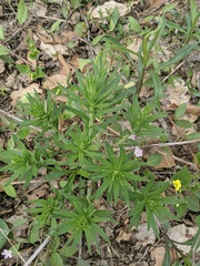 Lithospermum officinale