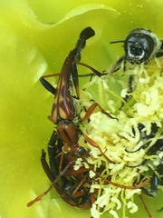 Strangalia virilis