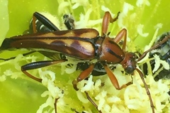 Strangalia virilis