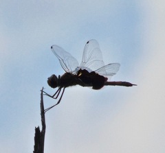 Tramea lacerata