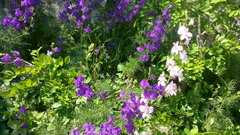 Consolida orientalis