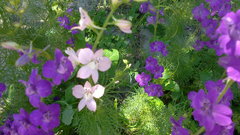 Consolida orientalis