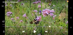 Xylocopa tranquebarorum