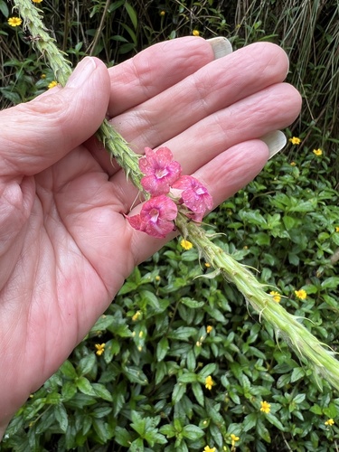 Stachytarpheta mutabilis observed 2024-06-26