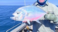 Heavyjawed Kingfish photo 5