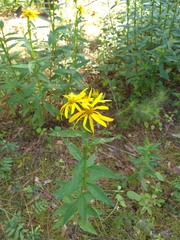 Verbesina helianthoides