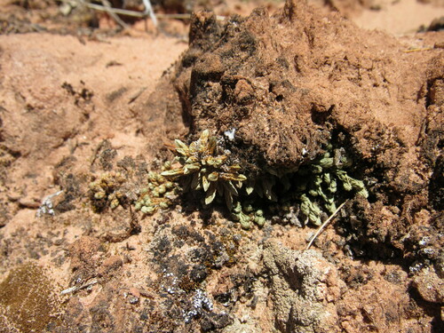 Image of Selaginella utahensis by (c) Anders Hastings, some rights reserved (CC BY)