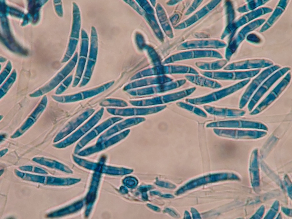 Genus Fusarium · iNaturalist