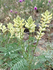 Astragalus tweedyi