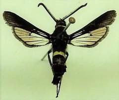 Paranthrene tabaniformis