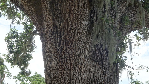 iNaturalist observation photo of Acorn Woodpecker