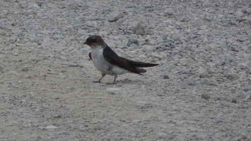 iNaturalist observation photo of Violet-green Swallow