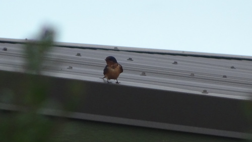 iNaturalist observation photo of Barn Swallow
