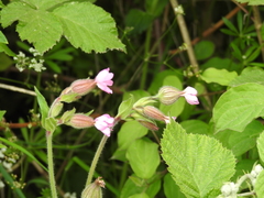 Melandrium