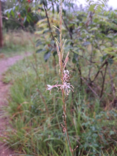 Image of Oenothera filipes by (c) Bob Schwartz, some rights reserved (CC BY)