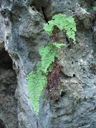 Image of Adiantum bellum by (c) Alison Copeland, some rights reserved (CC BY)