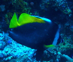 Heniochus singularius