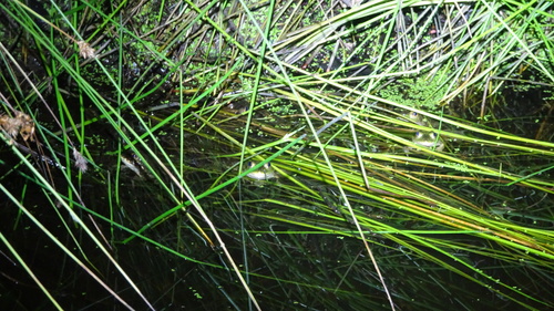 iNaturalist observation photo of American Bullfrog