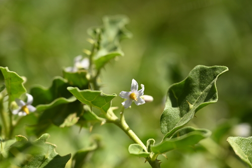 Solanum miyakojimense iNat (1)