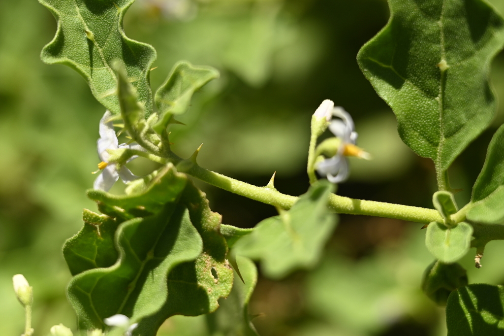 Procumbent nightshade