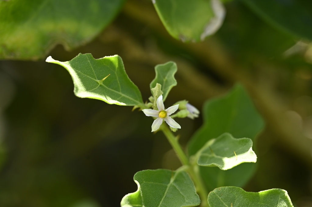 Procumbent nightshade