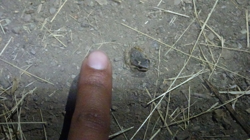 iNaturalist observation photo of Pacific chorus frog