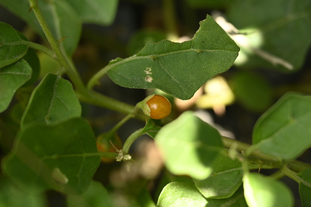 Procumbent nightshade