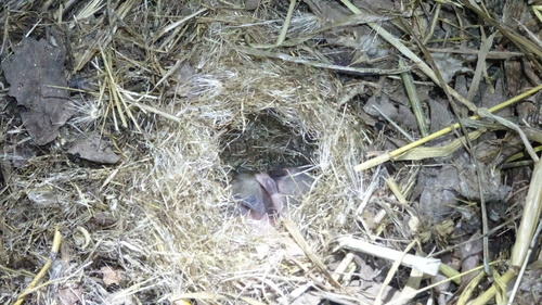 iNaturalist observation photo of Hamsters, Voles, Lemmings, and Allies