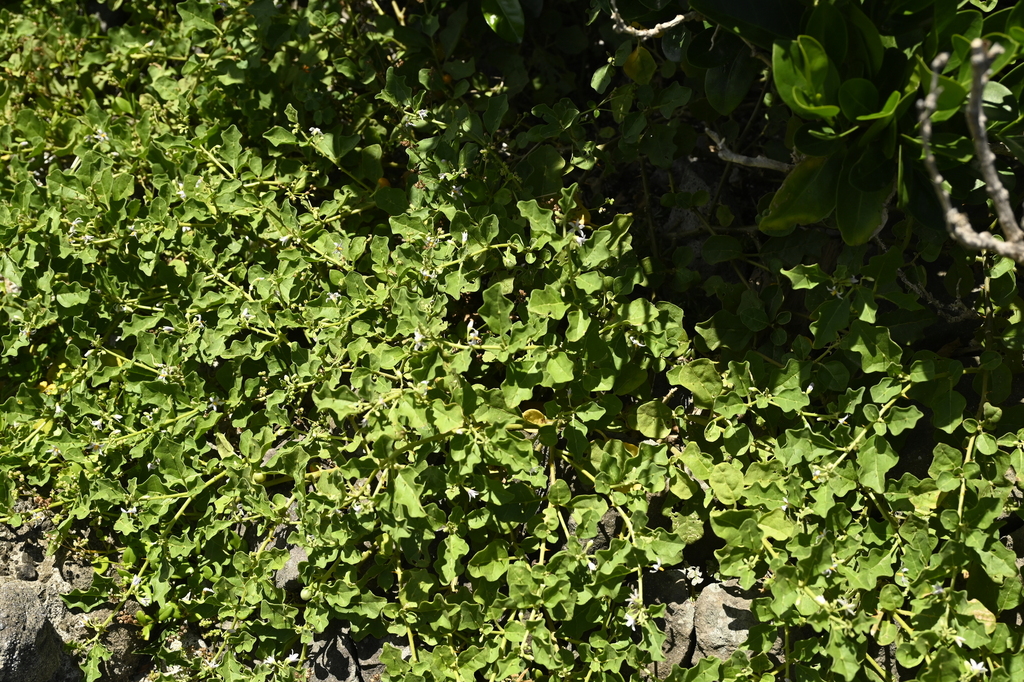 Procumbent nightshade