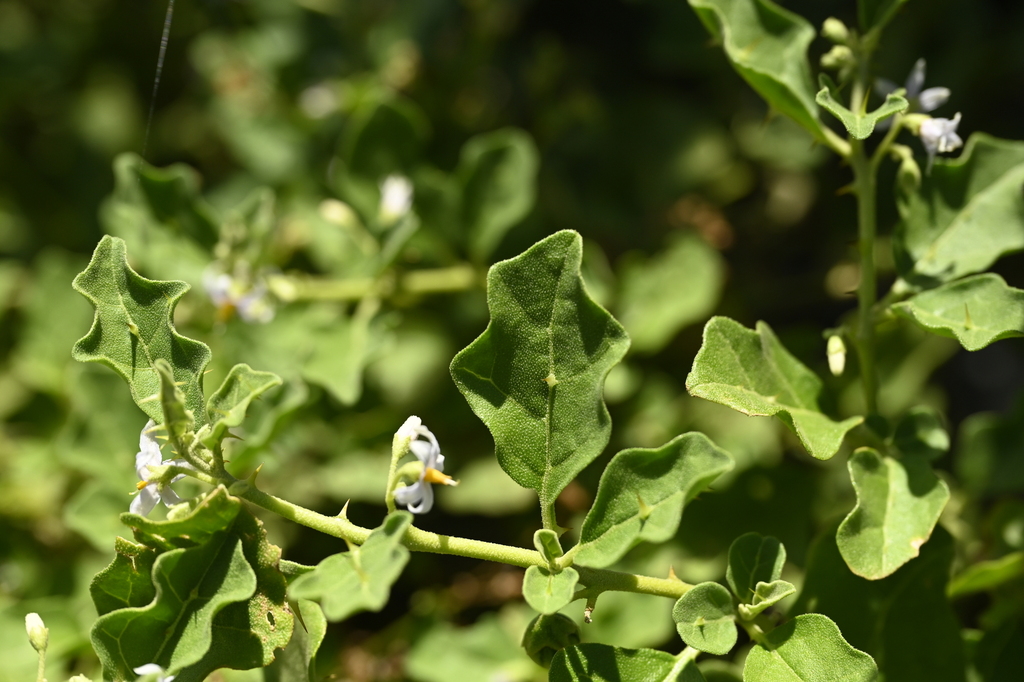 Procumbent nightshade