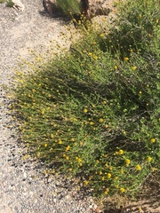 Encelia resinifera