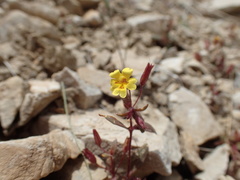 Erythranthe calcicola