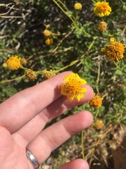 Encelia resinifera