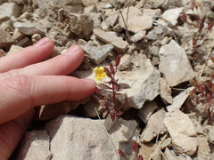 Erythranthe calcicola