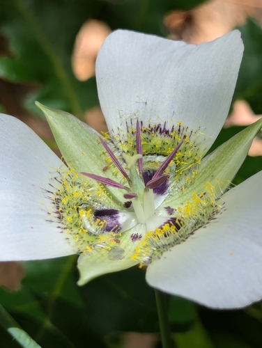 Image of Calochortus ambiguus by (c) Rachel Stringham, some rights reserved (CC BY)