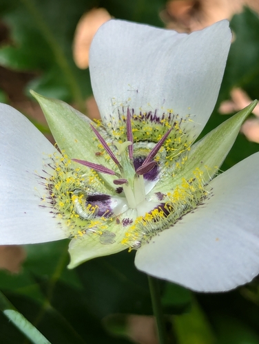 Image of Calochortus ambiguus by (c) Rachel Stringham, some rights reserved (CC BY)