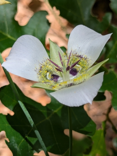 Image of Calochortus ambiguus by (c) Rachel Stringham, some rights reserved (CC BY)