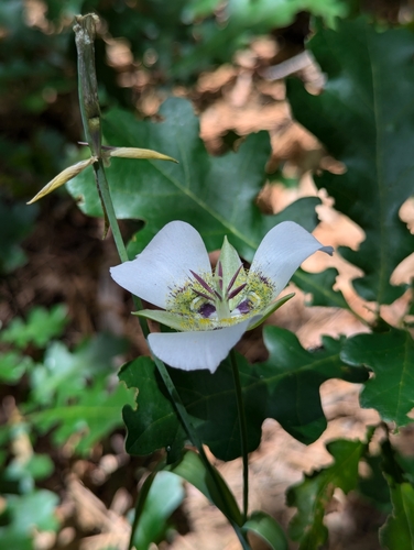 Image of Calochortus ambiguus by (c) Rachel Stringham, some rights reserved (CC BY)