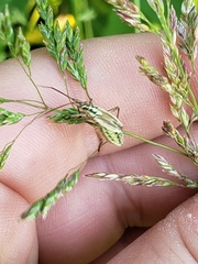 Leptopterna dolabrata