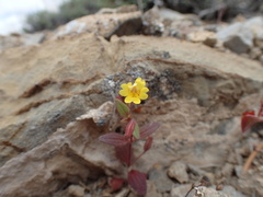 Erythranthe calcicola