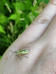 Leptopterna dolabrata