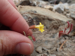 Erythranthe calcicola