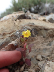 Erythranthe calcicola