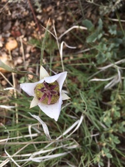 Calochortus ambiguus