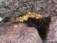 Epilobium brunnescens