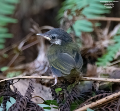 White-Eared Tailorbird photo 3