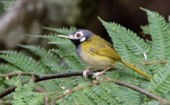 White-Eared Tailorbird photo 2