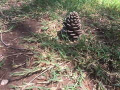 Pinus